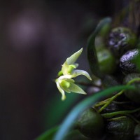 Bulbophyllum maskeliyense Livera